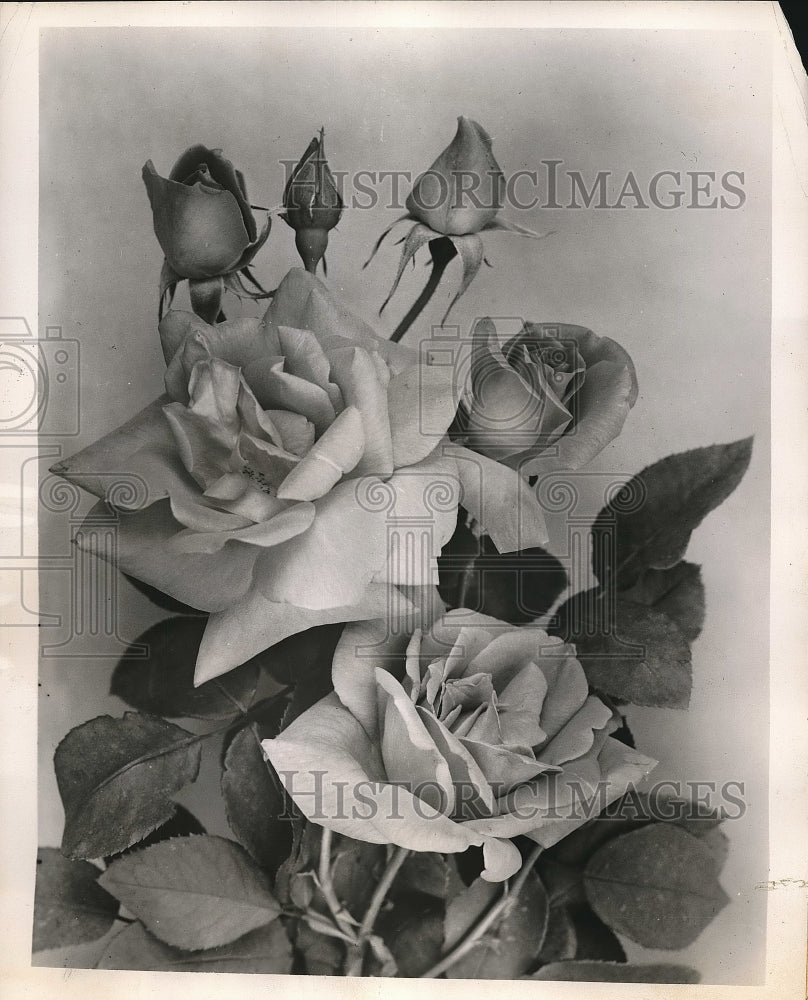1951 Hybrid Tea rose of Floribunda rose type  - Historic Images