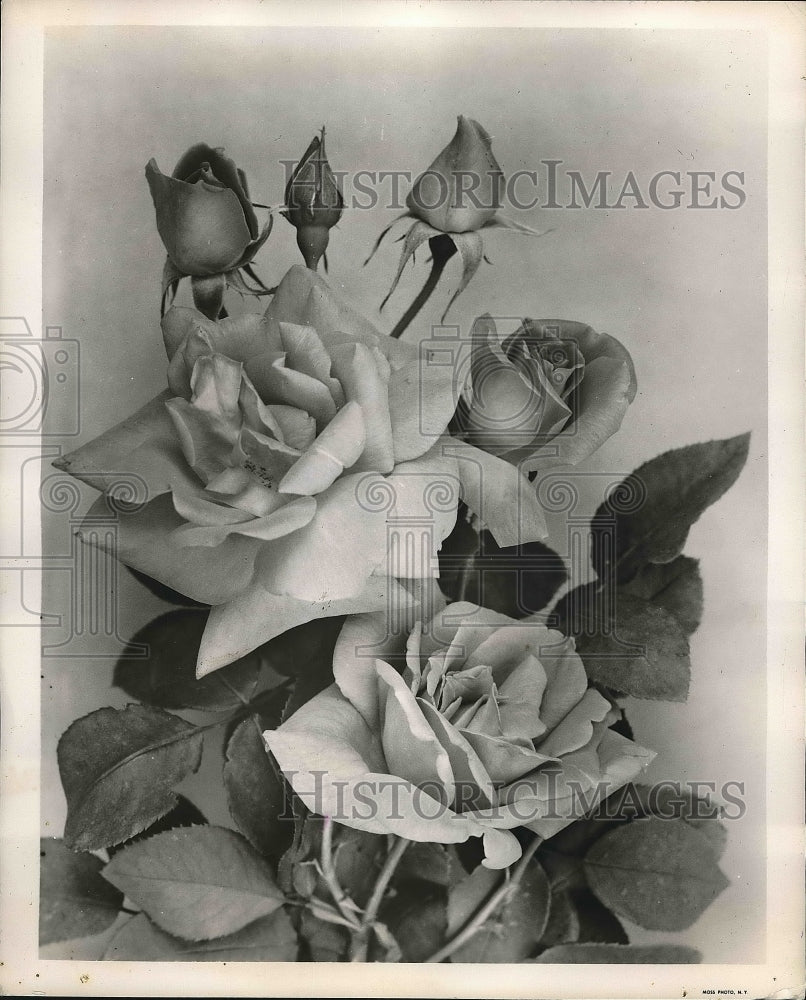 1954 Press Photo Park rose Gay Heart on exhibit - Historic Images