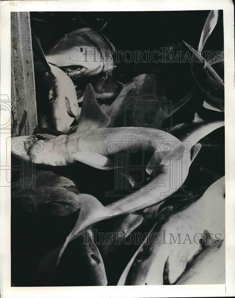 1942 Sharks to be used for Woburn Co. products  - Historic Images