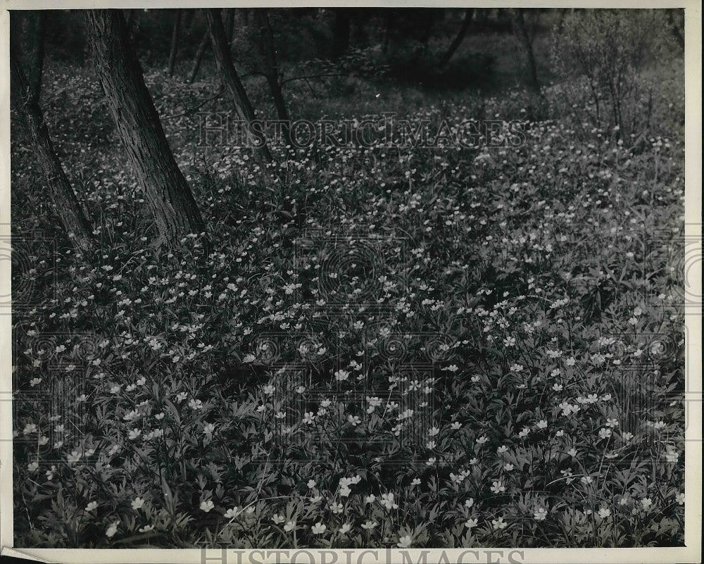 1944 Marsh Buttercup Flowers  - Historic Images