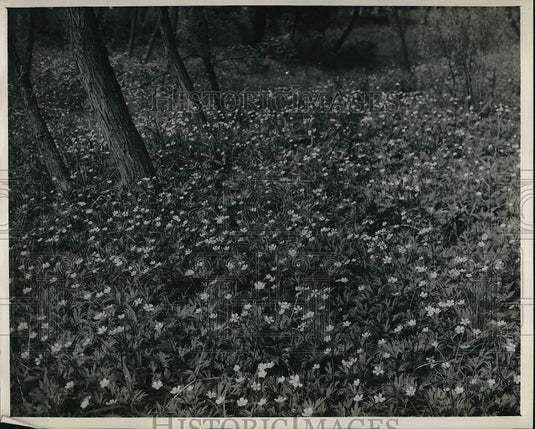 1944 Marsh Buttercup Flowers  - Historic Images