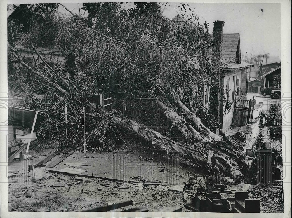 1938 Press Photo Tree Falls on House in Los Angeles Flood, North Douglas Street-Historic Images