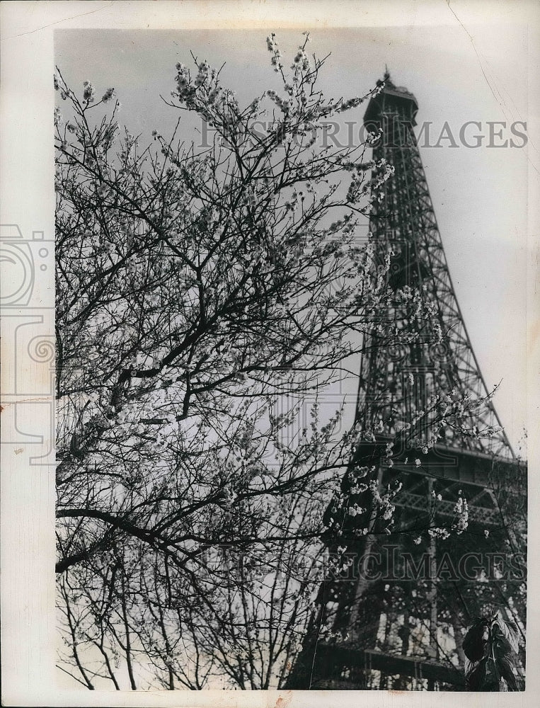 1957 Apple tree near Eiffel Tower in Paris  - Historic Images