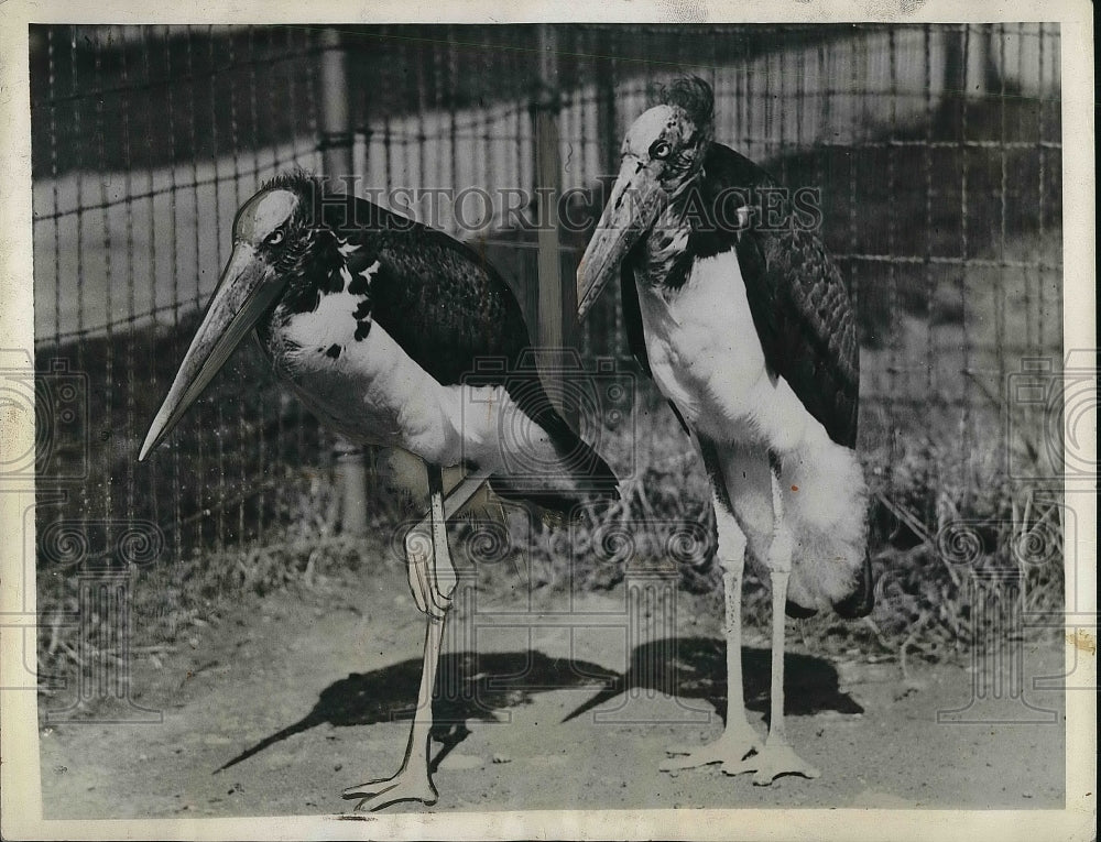 1935 Storks from Java at the Washington D. C. Zoo  - Historic Images