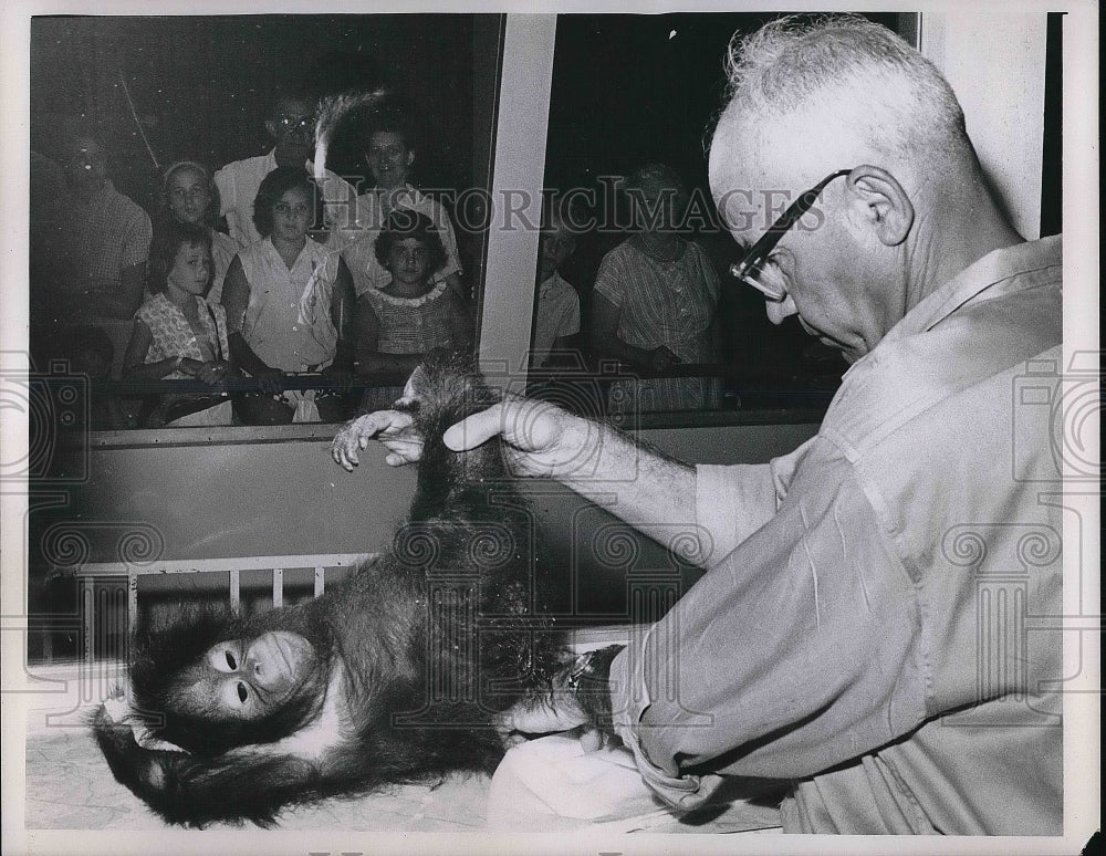 1963 Press Photo Louis Haurin changes diapers for &quot;Gi-Gi&quot;, Orangutan - nea79365 - Historic Images