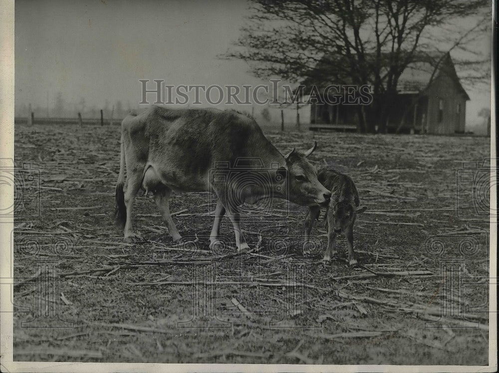 1931 Cow with Calf in England  - Historic Images