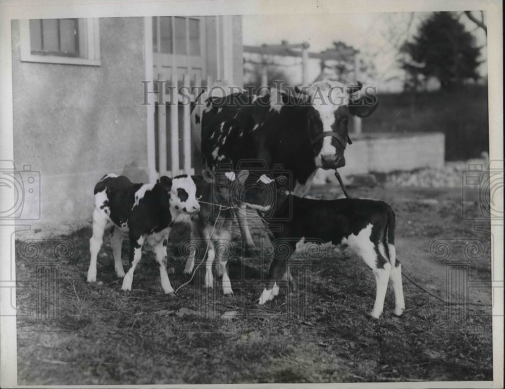 1935 A cow and three of her calves  - Historic Images