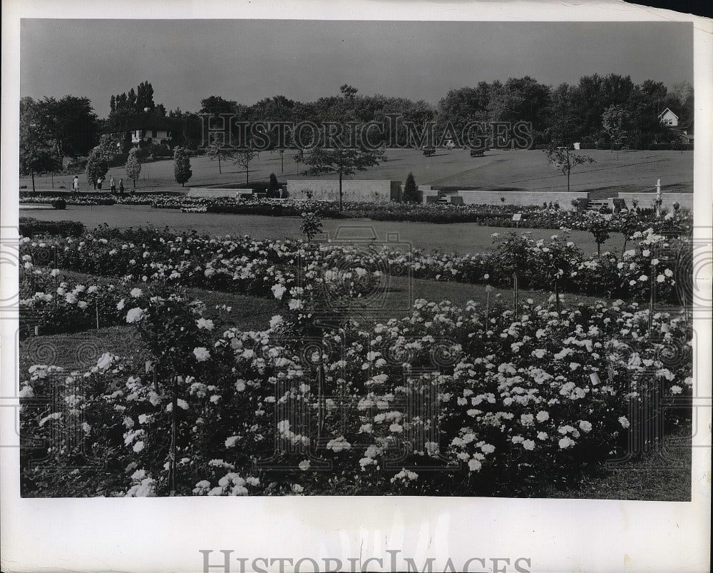 1951 Press Photo Jackson &amp; Perkins Rose Garden in Newark, NY - nea79545 - Historic Images
