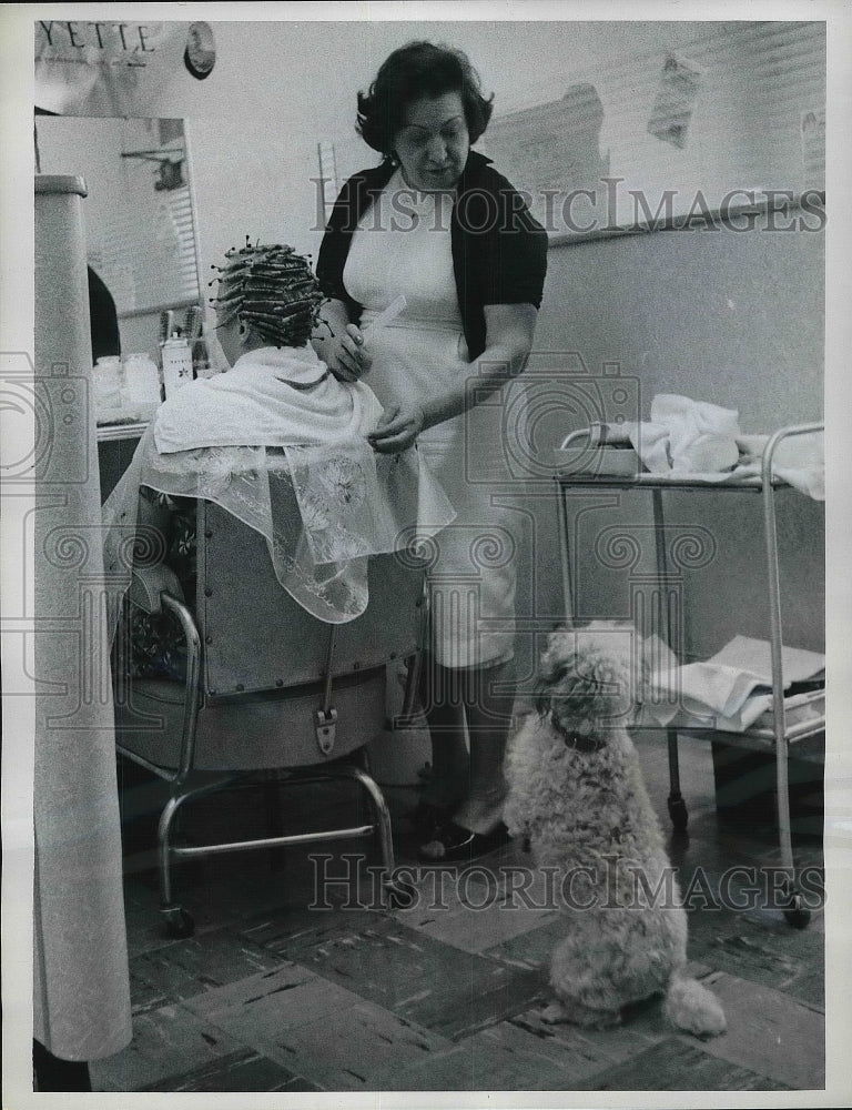 1963 Press Photo Oakland, Cal. french poodle &amp; Fay Maxwell at a salon - Historic Images