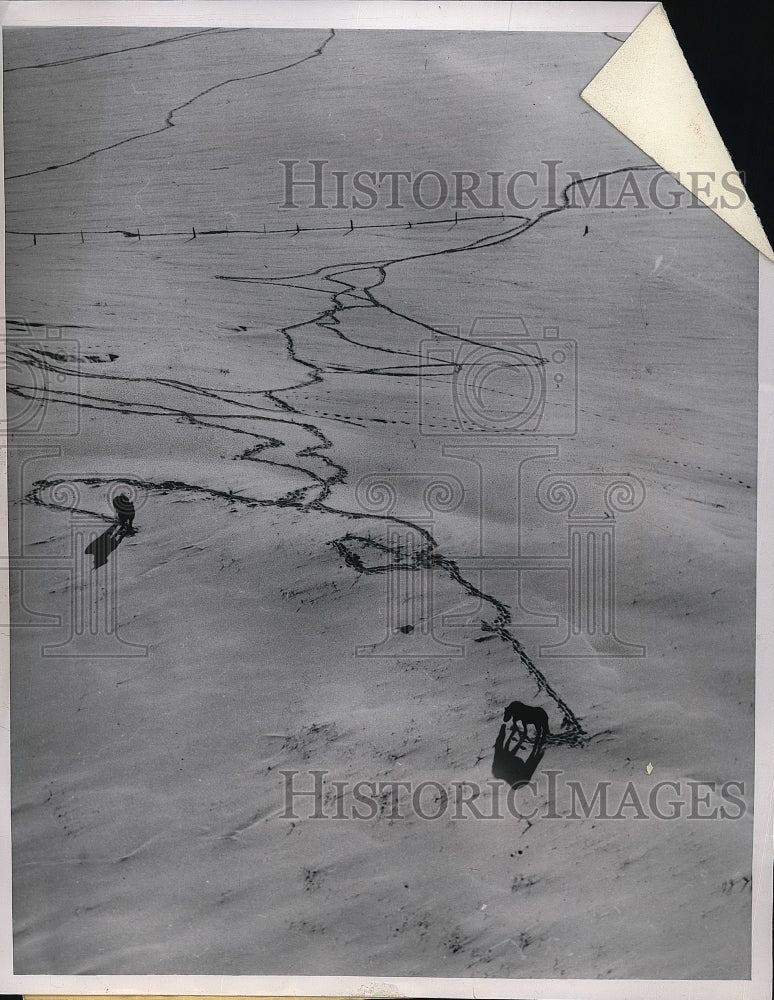 1952 trails in snow made by foraging horses in Northfield, Minn - Historic Images