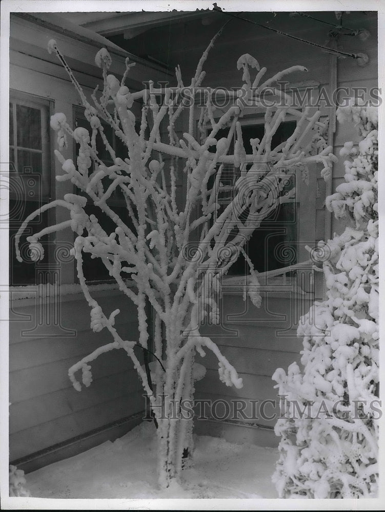 1958 snow and ice covered shrubbery in front yard of home - Historic Images