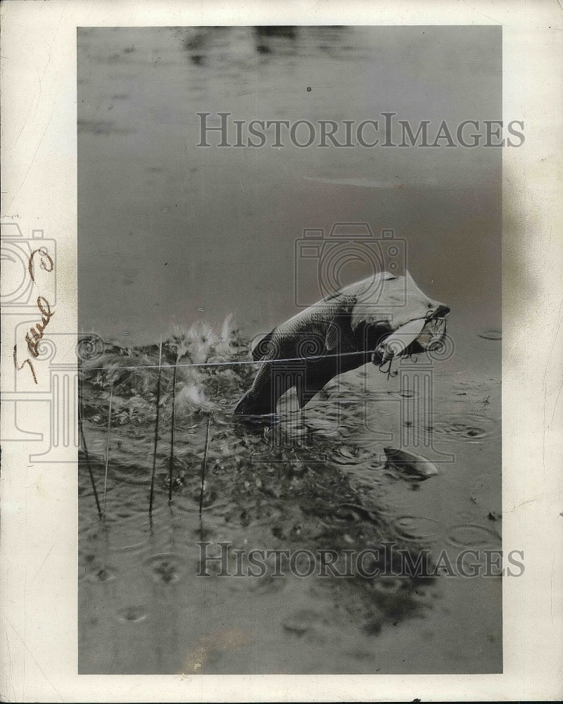 1937 Press Photo Black Bass in action - Historic Images
