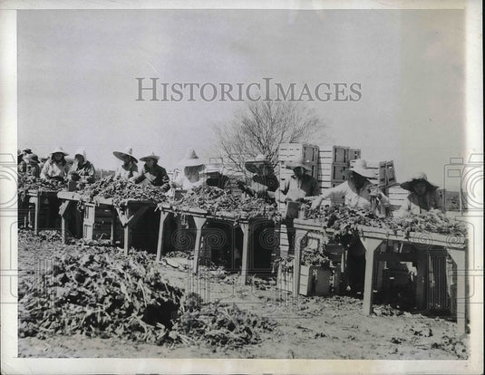 1944 Press Photo women workers at John Jacobs Farm in Maricopa County - Historic Images