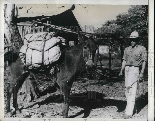 1941 Press Photo Coagulated Rubber Slabs Packed On A Mule - Historic Images