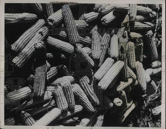 1939 Press Photo Well Dried Corn Part Of Food Hoard Consists Of Yellow Grain - Historic Images