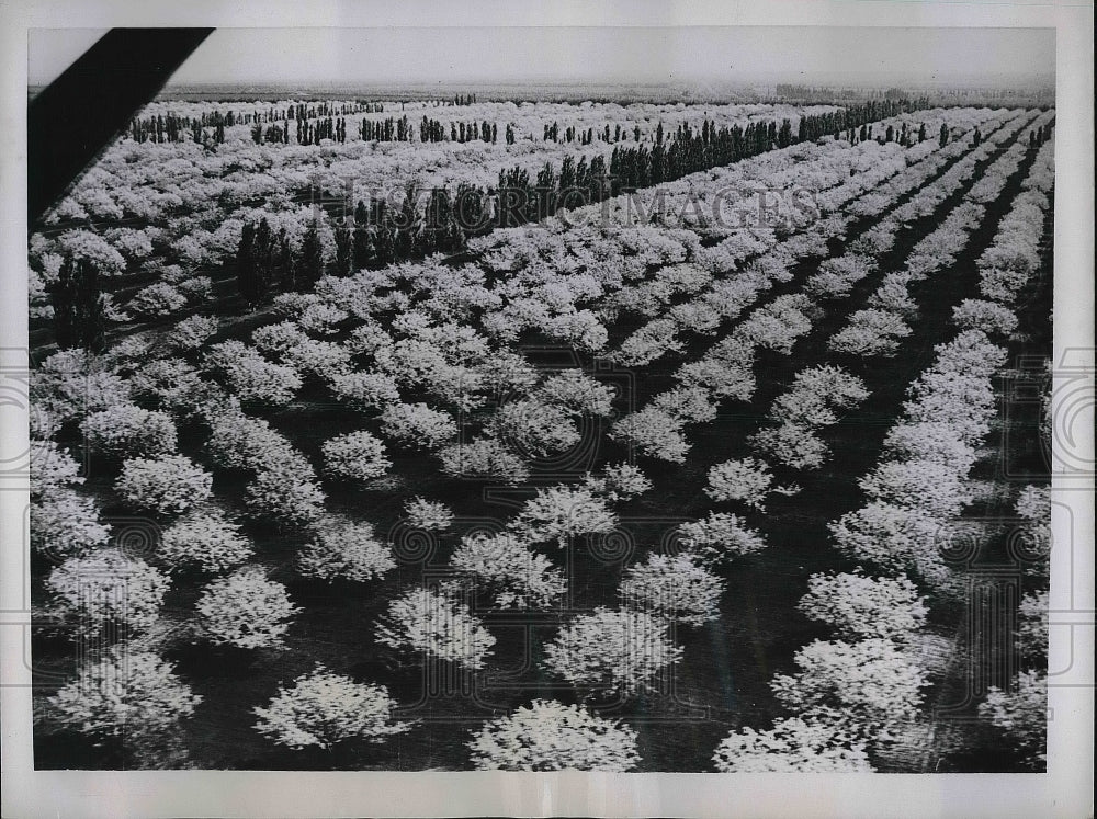 1959 Rows Of Cut Blossoms Trees Of Orchard At Farm In Russia - Historic Images