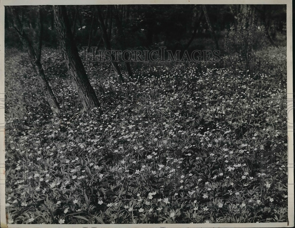 1944 Meadow filled with flowers  - Historic Images