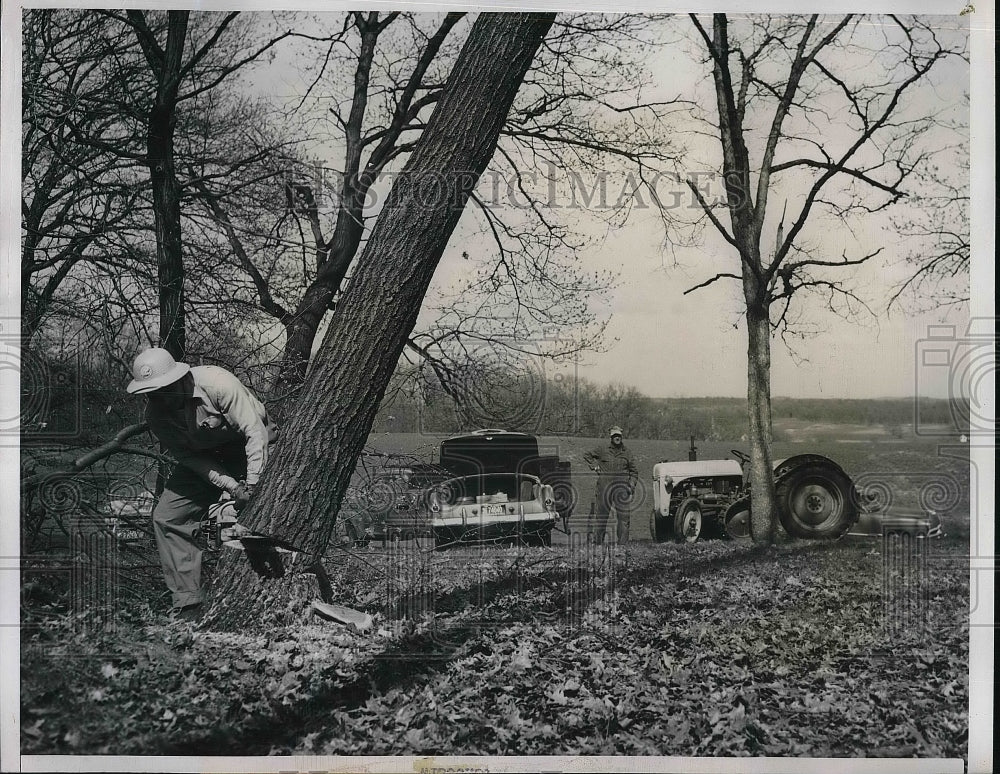 1951 Press Photo Worker Handles Gas Engine Saw To Cut Down Trees - nea81184 - Historic Images