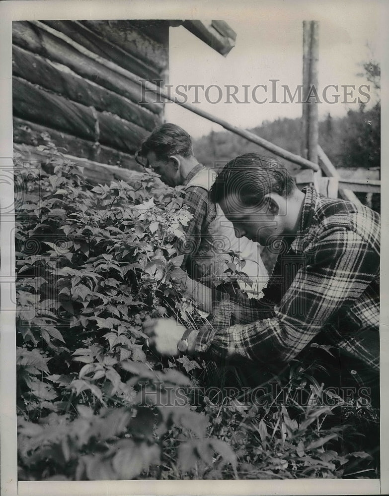 1948 Workmen at Yukon Galena Hill Mines Ltd. Pick Raspberries - Historic Images