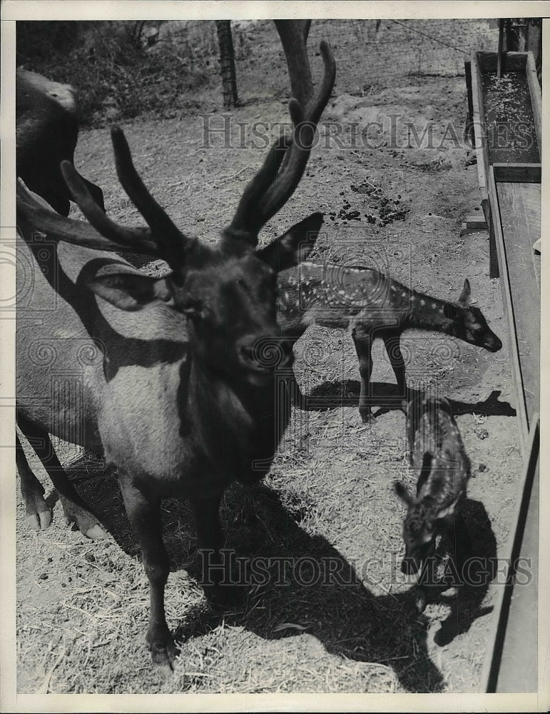 1936 Press Photo Mother elk and two baby doe elks - Historic Images