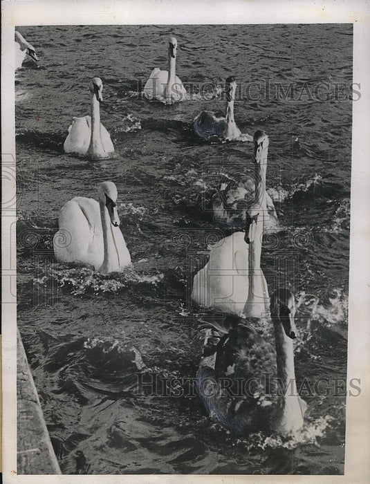 1945 Press Photo Convoy of Swans head down the River Thames, London - nea81274 - Historic Images