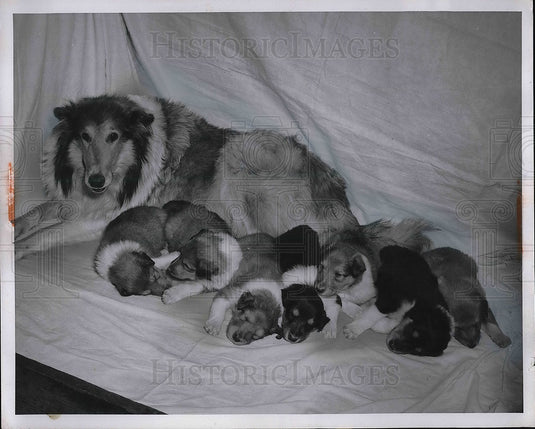 1956 Press Photo Emeral's Golden Rapture Collie Owned By Mrs NM Singerman - Historic Images