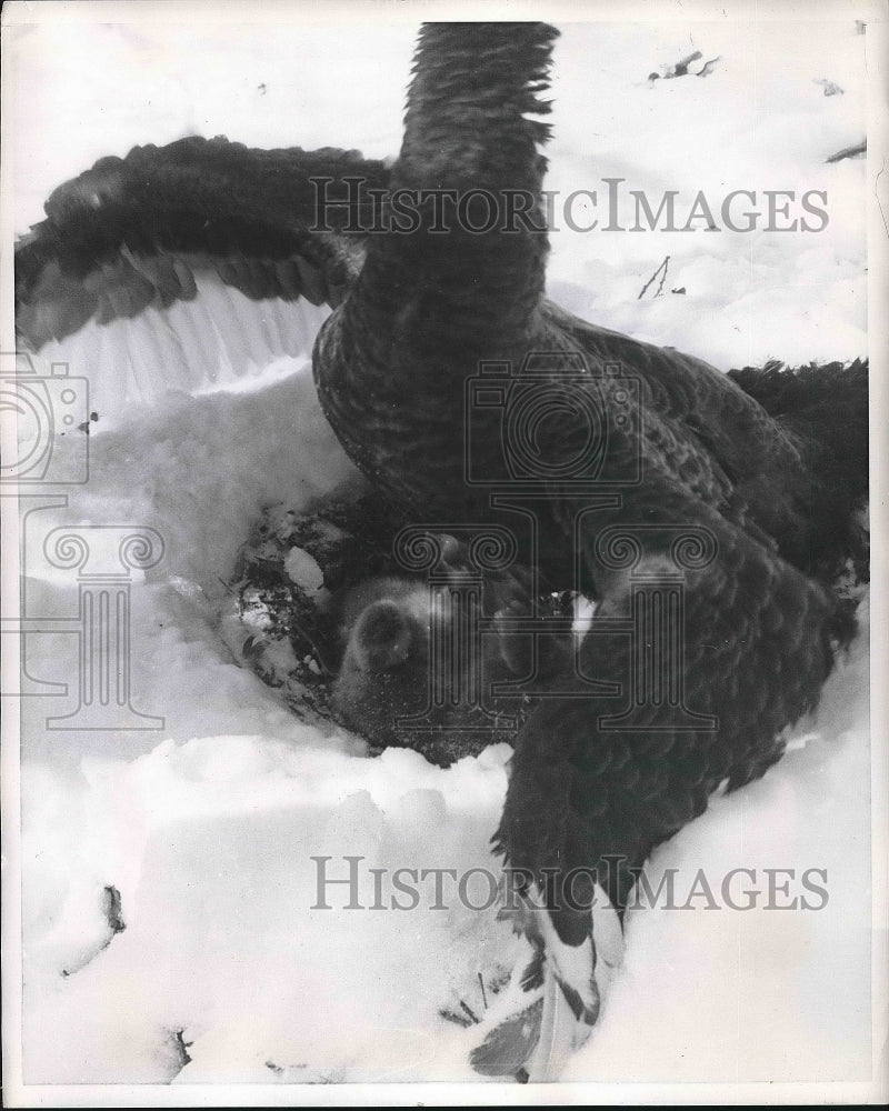 1958 Press Photo Cygnets Swan Eggs Newly Hatched Snow - Historic Images