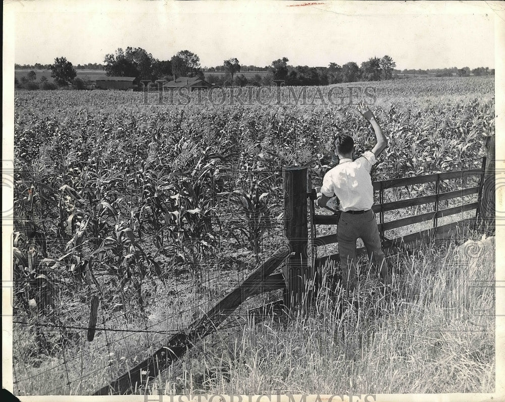 1936 Farmer checks corn field in Ohio  - Historic Images