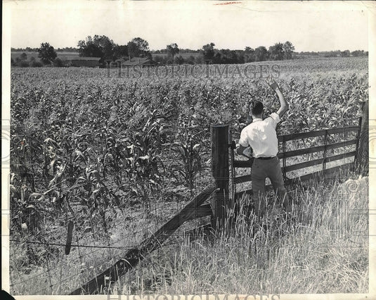 1936 Farmer checks corn field in Ohio  - Historic Images