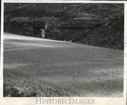 1953 Cows Breaking Pasture to Missouri Roads  - Historic Images