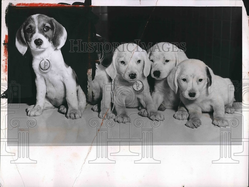 1956 Four Puppies  - Historic Images