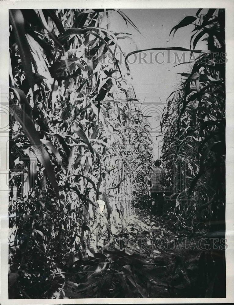 1960 Press Photo Tall Corn Growing at Tashkent in Asiatic Russia - nea82224 - Historic Images