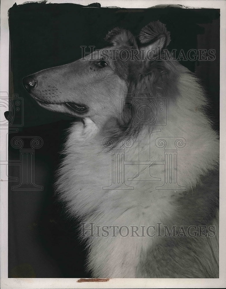 1946 Press Photo Emeral Golden Shannon Collie - nea82247-Historic Images