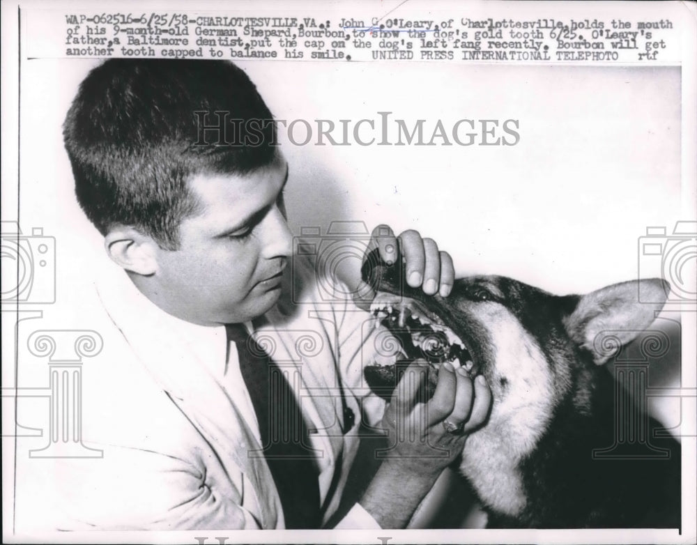 1958 John O'Leary shows off gold tooth of his German Shepherd - Historic Images