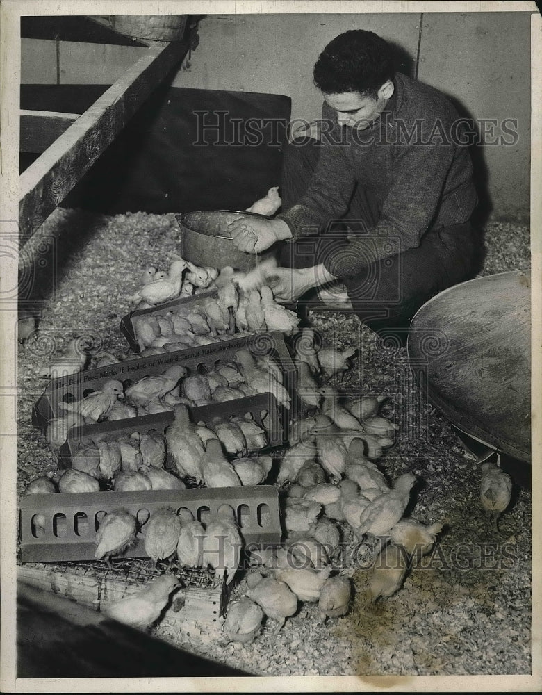 1939 Press Photo Edward Otero, Student giving exhibit how to feed small chickens - Historic Images