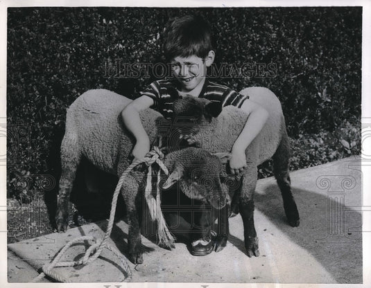 1955 Press Photo Child George Lignos Playing with Lambs in Cleveland, Ohio - Historic Images