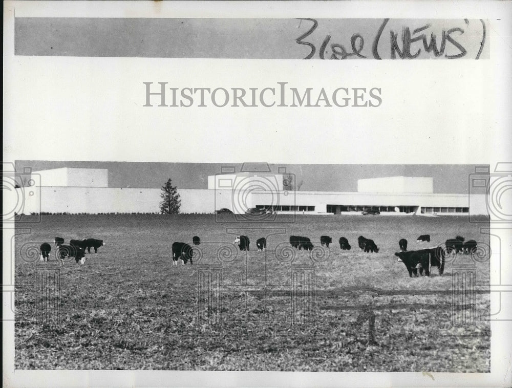 1950 Pendelton Textile Mill in S.C. uses cattle to mow lawn - Historic Images