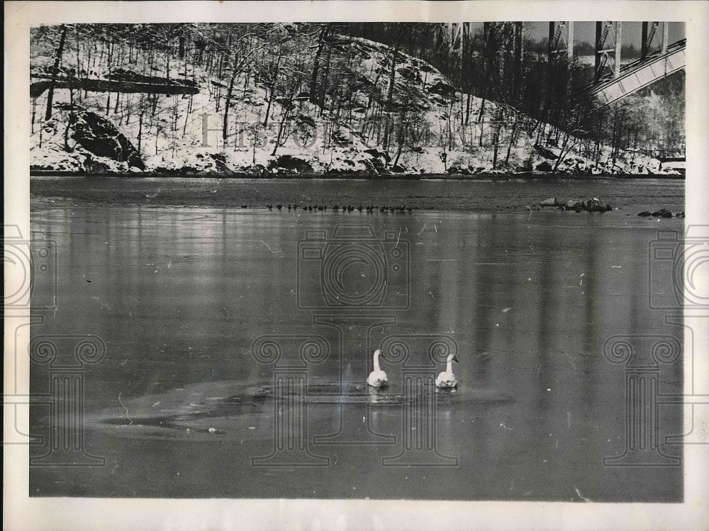 1947 Swans Imprisoned in Ice on New York's Spuyten Duyv Creek - Historic Images