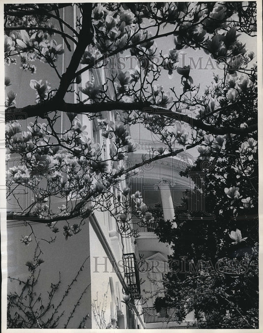 1969 Blooming magnolia trees in Waswhington D.C.  - Historic Images