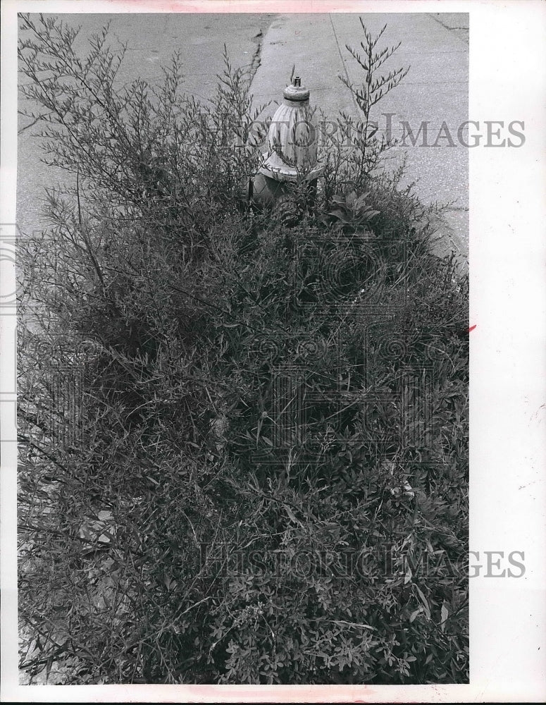 1971 Press Photo fire hydrant hidden by foilage - nea84322 - Historic Images