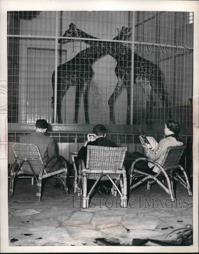 1954 Press Photo Frankfurt, Germany zoo, giraffes &amp; visitors - nea84356 - Historic Images