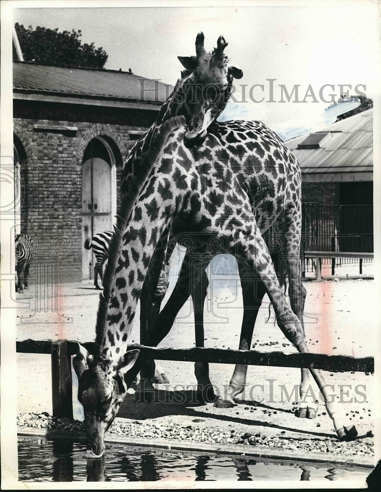 1973 Press Photo Giraffe in London, england zoo - nea84357 - Historic Images