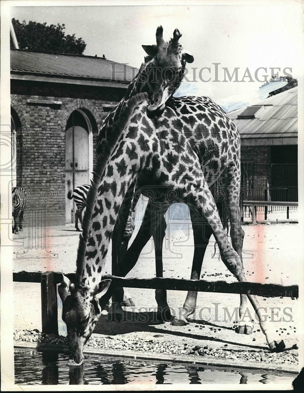 【レア】　 London giraffe レア】 London giraffe 1954 Photo Giraffe At London Zoo Uses