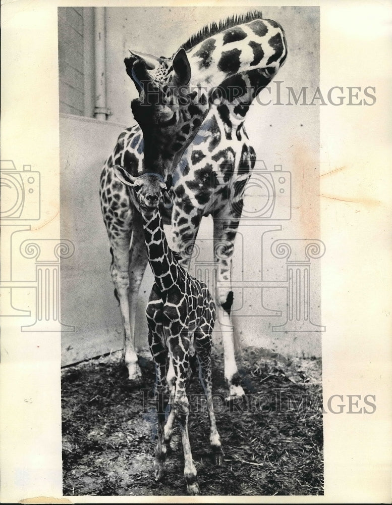 1975 Press Photo &quot;Spot&quot; the giraffe &amp; her baby at Milwaukee zoo in wis. - Historic Images