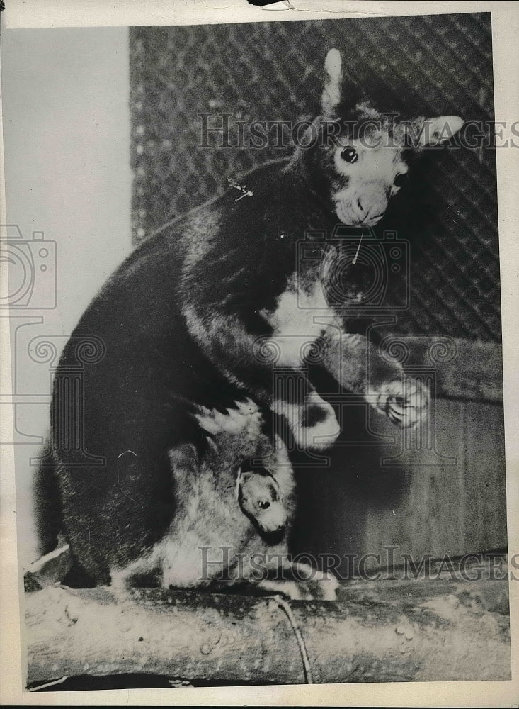 1933 A newborn kangaroo with its mother  - Historic Images