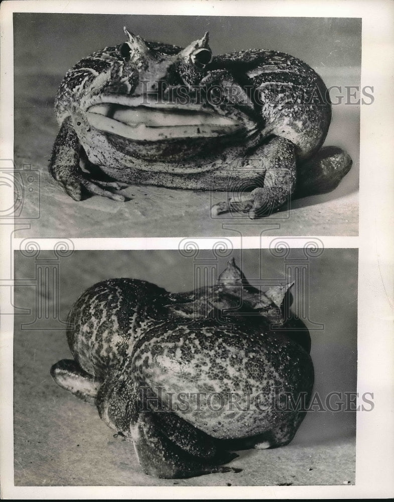 1954 Press Photo A four horned frog fraud from Brazil - nea84365 - Historic Images