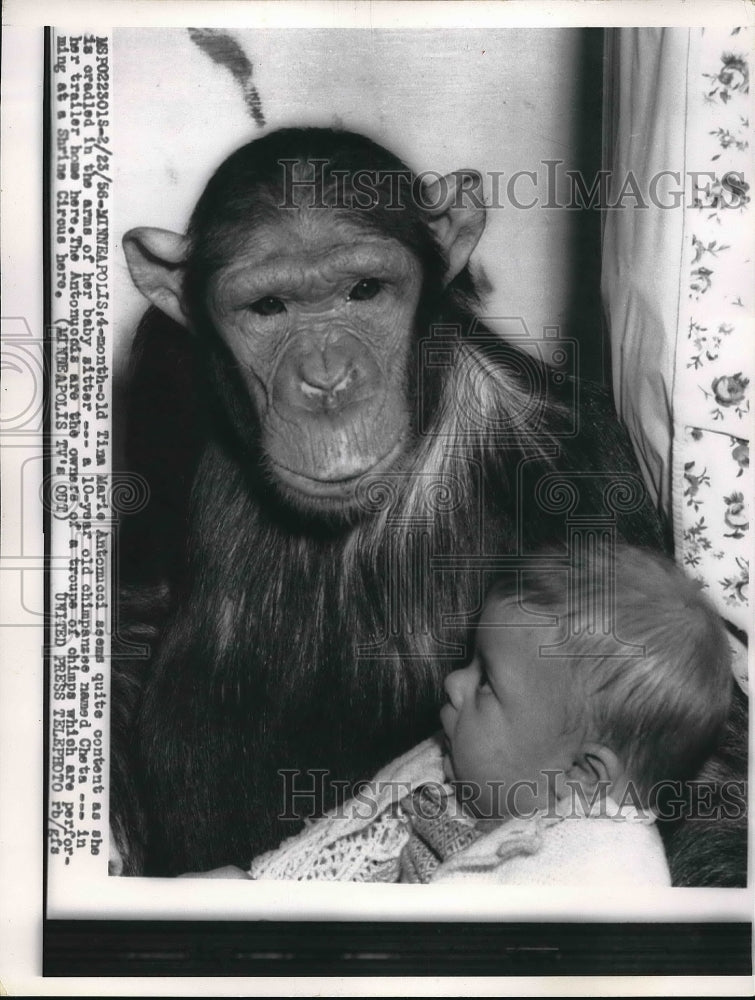 1956 Tina Marie Antomucci being held by a chimp  - Historic Images