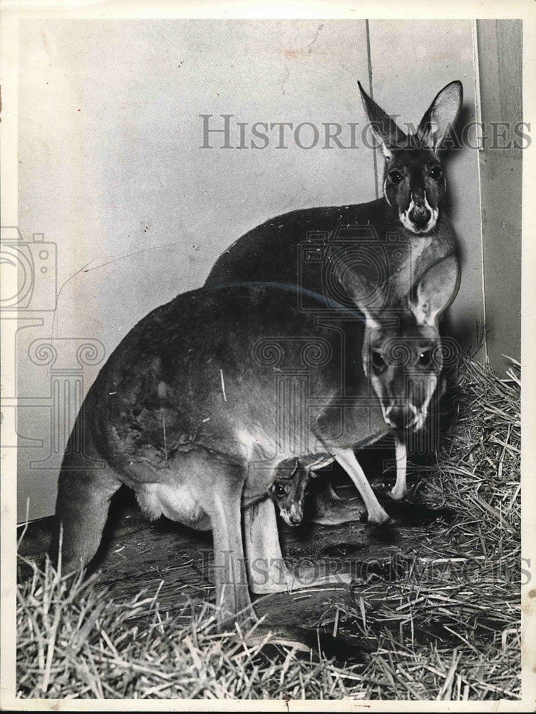 1941 Press Photo Kangaroos in a zoo or circus - nea84374 - Historic Images