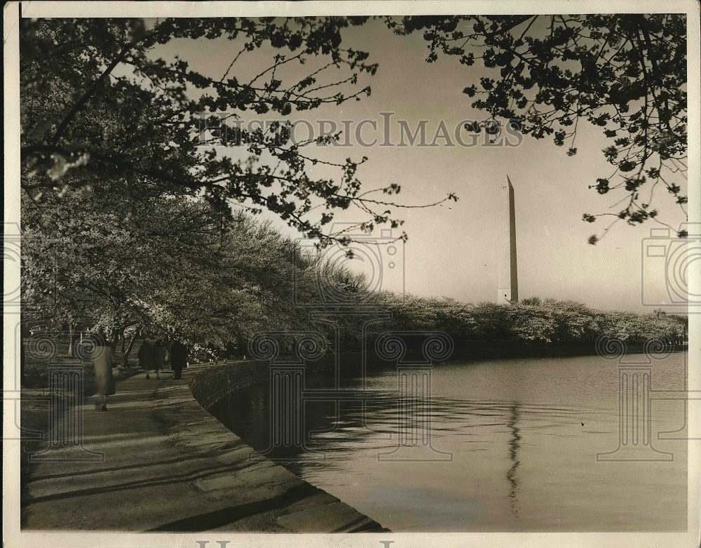 1930 Japanese Cherry Trees, Potomac River, Washington Monument - Historic Images