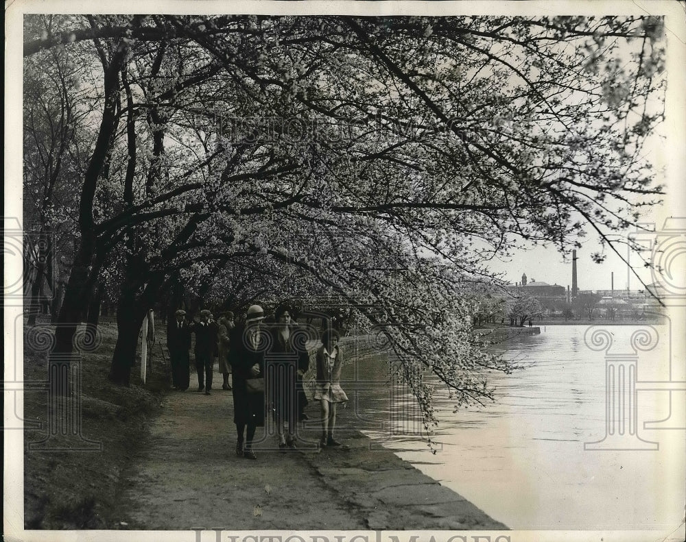 1931 Famous Japanese Cherry Trees In Washington D.C. During Spring - Historic Images